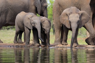 African elephant (Loxodonta africana), three young animals, at the water, drinking, group, Kruger