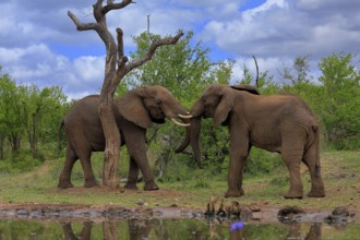 African elephant (Loxodonta africana), adult, male, two bulls, fighting, wrestling, at the water,
