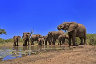 African elephant (Loxodonta africana), adult, juvenile, group, herd, at the water, drinking, Kruger