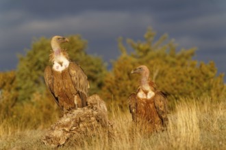 Two griffon vultures (Gyps fulvus), portrait, Pyrenees, Catalonia, Spain, Europe