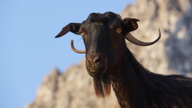 A goat with horns and beard stands at attention against a rocky background, sheep (e) or goat (n),