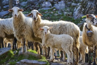 Flock of sheep with lamb between rocks on pastureland, sheep (e) or goat (n), ovis, caprae, Crete,