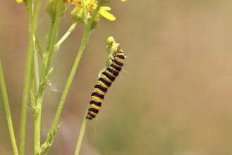 St. Jacob's weed bear or blood bear (Tyria jacobaeae), butterfly caterpillar, moth, family