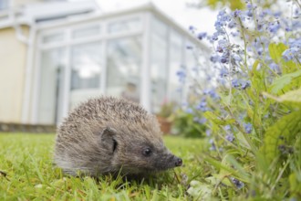 European hedgehog (Erinaceus europaeus) adult animal on an urban garden grass lawn in the spring