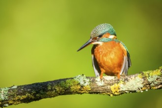 Common kingfisher (Alcedo atthis) sitting on a branch with autumncolours, wildife, Catalonia,