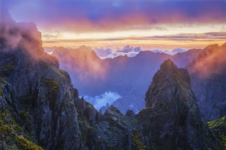 Mountains on sunset covered in fog and clouds with blooming Cytisus shrubs. Near Pico de Arieiro,