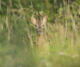 Roe deer (Capreolus capreolus), roebuck standing in a meadow and looking attentively, wildlife,