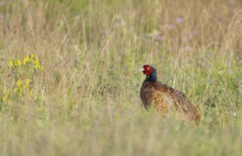 Pheasant (Phasianus colchicus), male standing in a meadow, Thuringia, Germany, Europe