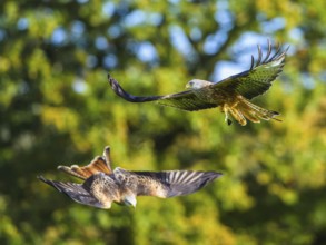 Red Kite, Milvus milvus, bird in flight