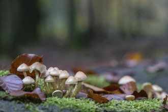 Sulphur tuft (Hypholoma fasciculare), Emsland, Lower Saxony, Germany, Europe