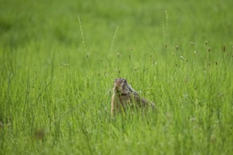 European hare (Lepus europaeus) in a meadow, Chiemgau, Bavaria, Germany, Europe