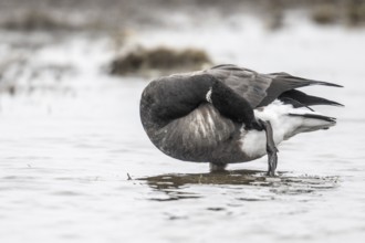 Brent goose (Branta bernicla), Amrum, Schleswig-Holstein, Germany, Europe