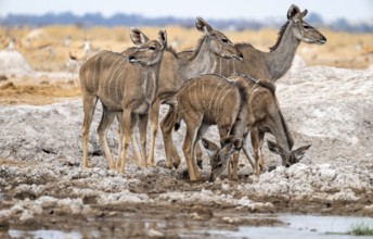 Greater kudu (Tragelaphus strepsiceros), group, adult females and two juvenile males, drinking at a