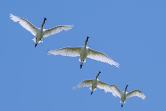 Four Eurasian spoonbills, common spoonbill (Platalea leucorodia) flock in flight against blue sky