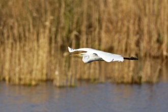 Great White Egret (Ardea alba) in flight over the water in front of a reed edge in the morning