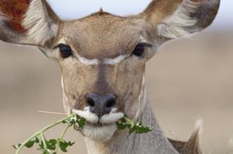 Greater kudu (Tragelaphus strepsiceros), adult female feeding on plants, looking at camera, head