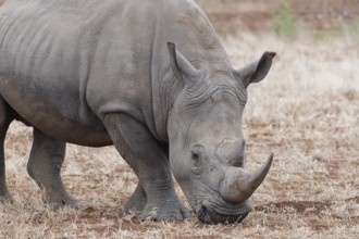 Southern white rhinoceros (Ceratotherium simum simum), adult male feeding on dry grass, foraging,