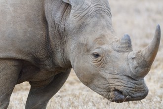 Southern white rhinoceros (Ceratotherium simum simum), adult male feeding on dry grass, head