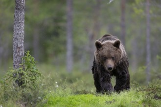 Brown bear (Ursus arctos) in the Finnish taiga, Kuusamo, Finland, Europe