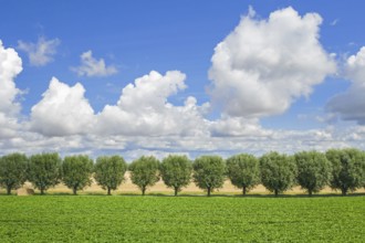 Row of white willows (Salix alba) trees lining country road, dirt road along field on a cloudy day