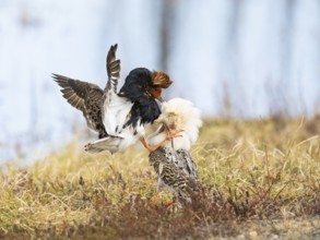 Ruff (Calidris pugnax) two males in breeding plumage at lek, fighting over female, Pokka, Finnish