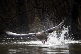 Greylag goose, graylag goose (Anser anser) taking off from water surface of lake