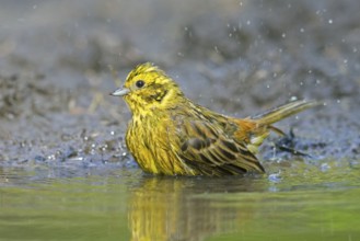 Yellowhammer (Emberiza citrinella) male bathing in shallow water from pond, rivulet in summer