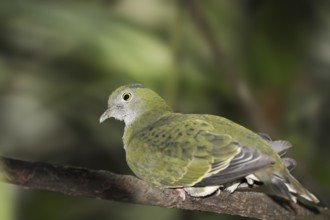 Superb fruit dove (Ptilinopus superbus), female, captive, occurring in Asia and Australia