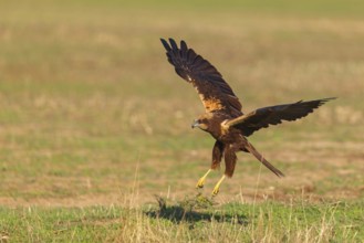 Western marsh-harrier (Circus aeruginosus), Hides de El Taray / Raptor Hide, Villafranca de los