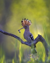 Hoopoe (Upupa epops) Bird of the Year 2022, with beetle larva as prey, raised bonnet, sunrise,