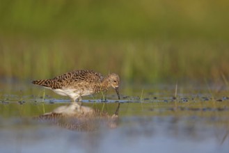 Ruff (Philomachus pugnax), female, Narew, Bialystok, Podlasie, Poland, Europe