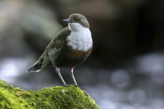 White-throated dipper, Central European dipper (Cinclus cinclus aquaticus) resting on rock covered