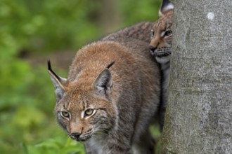 Close-up of two Eurasian lynxes (Lynx lynx) hunting in forest