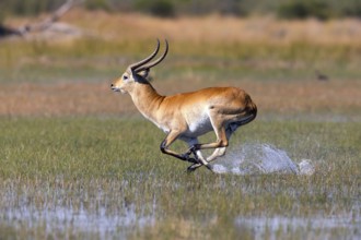 Red hartebeest, Africa, Botswana, (Kobus leche), Okovango Delta, Africa