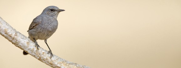 Blackstart, (Cercomela melanura), Grey Chat, Ayn Hamran, Salalah, Dhofar, Oman, Asia