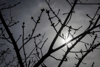 Buds on a tree can be seen in the sunshine. According to weather forecasts, highs of around 22