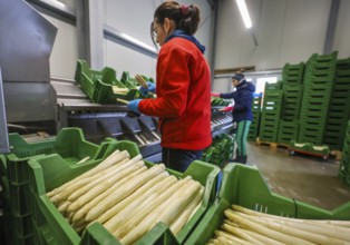 Wesel, North Rhine-Westphalia, Germany, harvest workers from Eastern Europe wash and sort the
