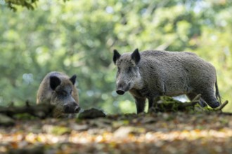 Wild boar (Sus scrofa), Vulkaneifel, Rhineland-Palatinate, Germany, Europe