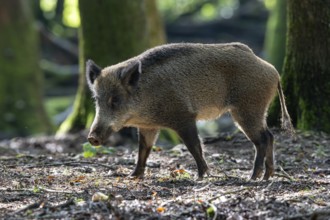 Wild boar (Sus scrofa), Vulkaneifel, Rhineland-Palatinate, Germany, Europe
