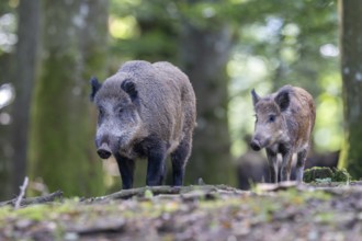 Wild boar (Sus scrofa), Vulkaneifel, Rhineland-Palatinate, Germany, Europe