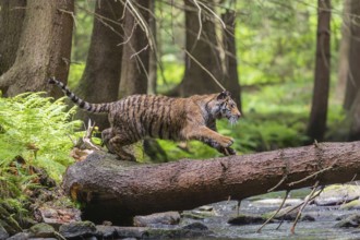 One young female Siberian Tiger, Panthera tigris altaica, crossing a creek deep in a forest over a