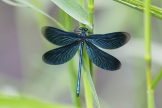 Banded Demoiselle (Calopteryx splendens), adult female resting on a grass stalk, Hesse, Germany,