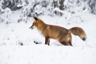 Red fox (Vulpes vulpes), male or dog fox on a snow covered field scent marking its territory, in