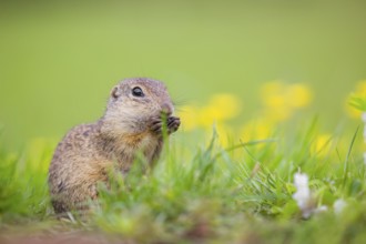 An adult European ground squirrel (Spermophilus citellus) or European souslik sits in green gras