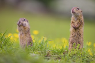 Two adult European ground squirrel (Spermophilus citellus) or European souslik stand tall in green