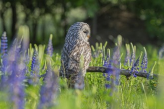 One Ural owl (Strix uralensis) sitting on a branch lying in a field of flowering lupines in late