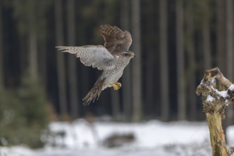 Northern goshawk, Accipiter gentilis, flying through a forest in winter and lands on a dead branch