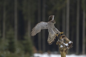 Northern goshawk, Accipiter gentilis, flying through a forest in winter and lands on a dead branch