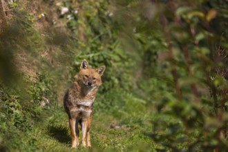 One golden jackal (Canis aureus) walking through dense green vegetation