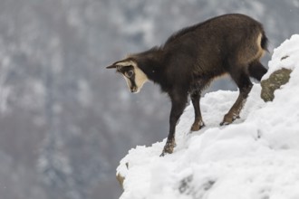 One chamois (Rupicapra rupicapra) standing on snow covered rocks, with distant forest in the